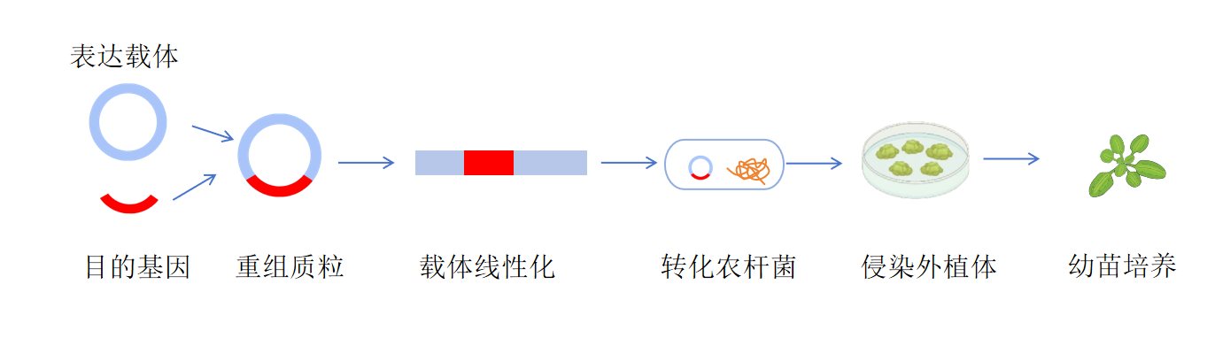 茄科植物遗传转化服务-卡梅德科技.png