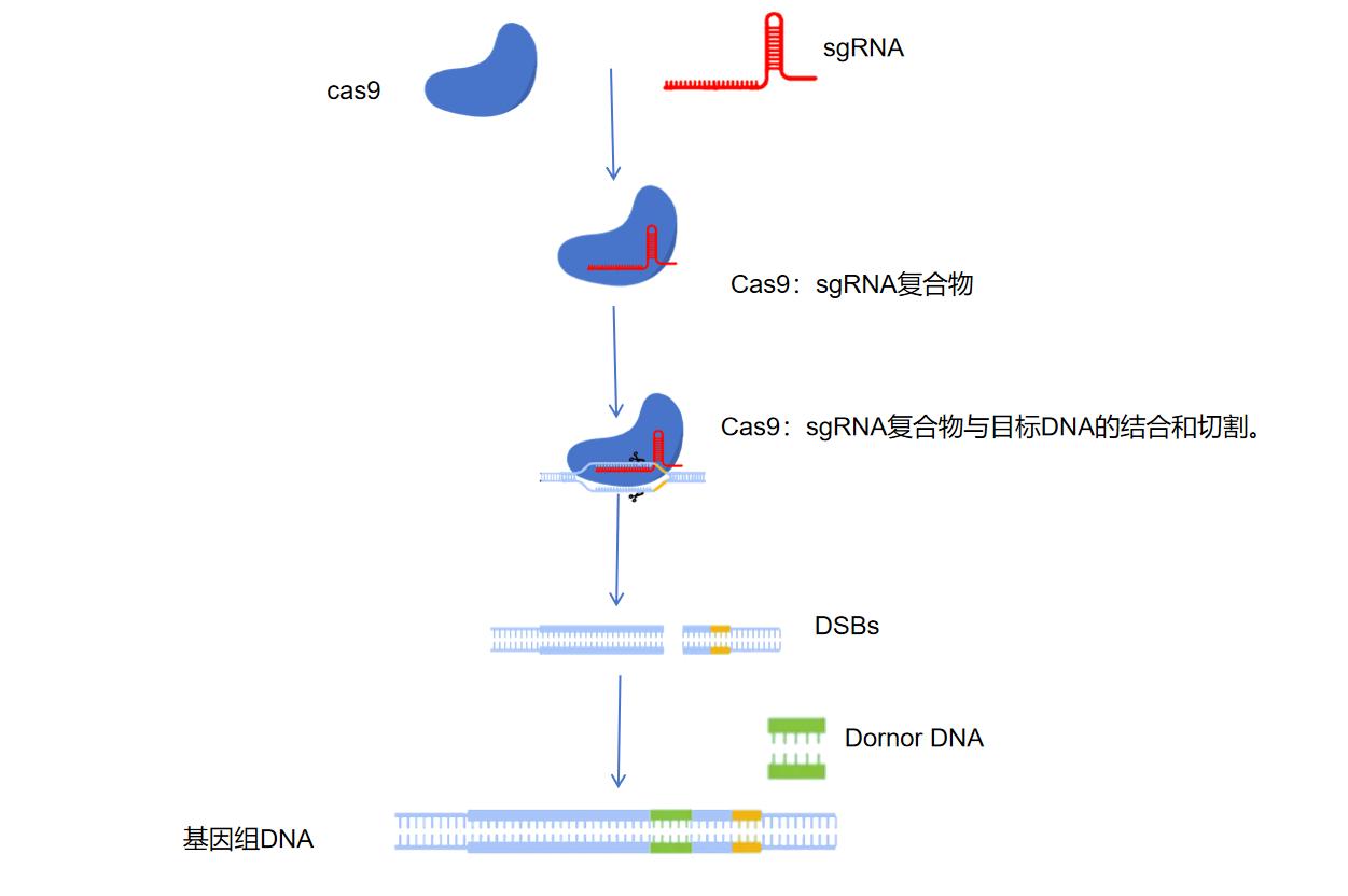 基于CRISPR-Cas9系统基因敲入-卡梅德科技.jpg