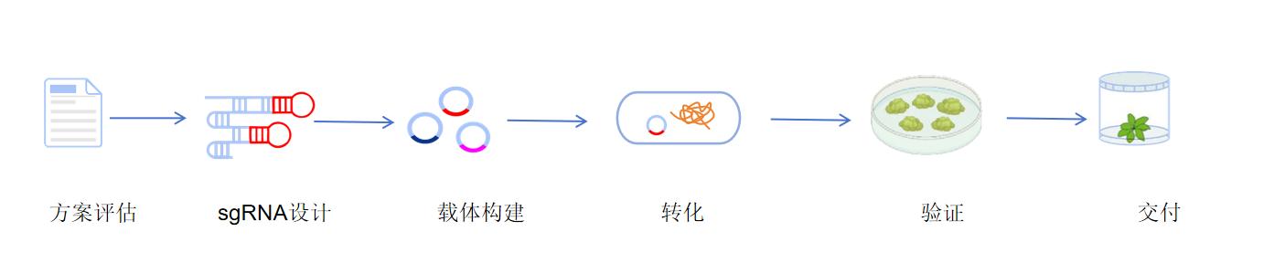 植物基因敲入服务流程-卡梅德科技.jpg