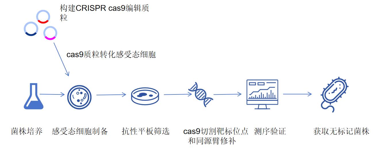 CRISPR cas9定点敲入实验流程-卡梅德科技.jpg
