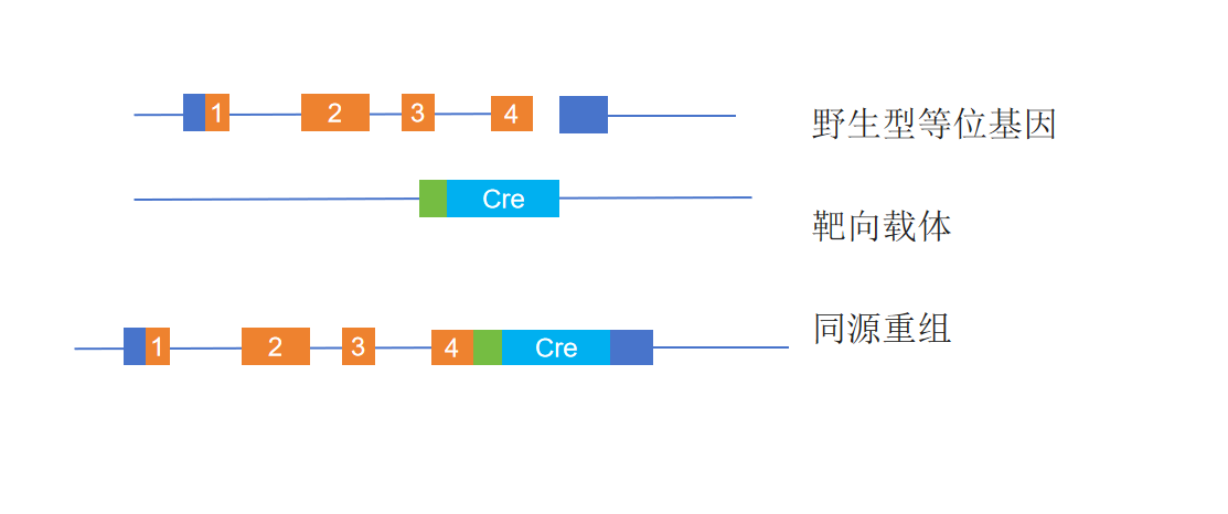 外源基因共表达-卡梅德科技.png