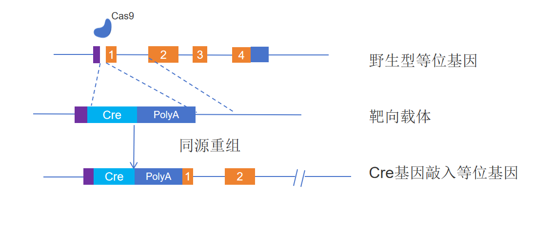 外源基因替代内源基因表达-卡梅德科技.png