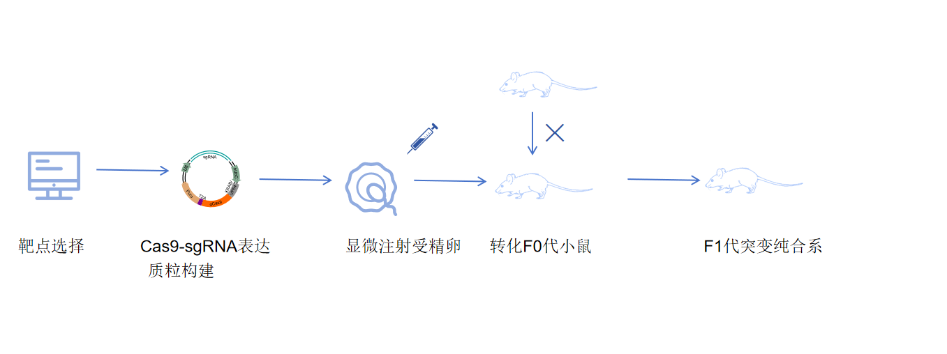 动物基因敲入实验流程示意图-卡梅德科技.png