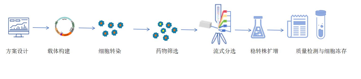 细胞基因敲除服务流程图-卡梅德科技.jpg