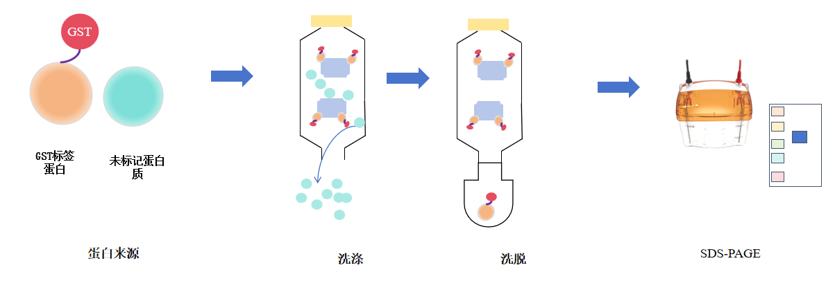 GST融合蛋白纯化服务-卡梅德科技.png