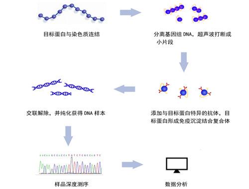 ChIP染色质免疫共沉淀主要实验流程-卡梅德科技.jpg