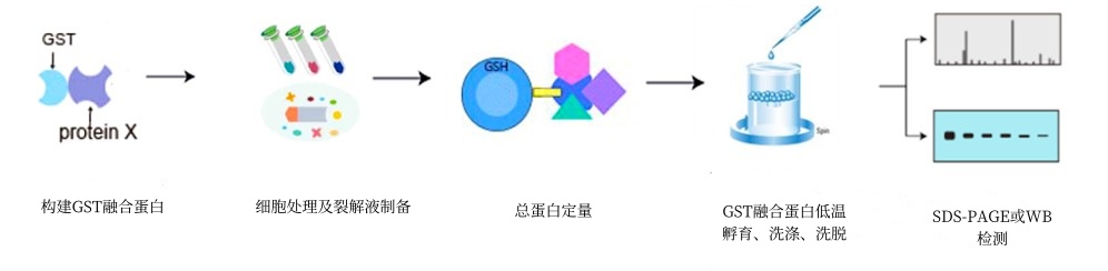 GST pull-down实验流程-卡梅德科技.jpg