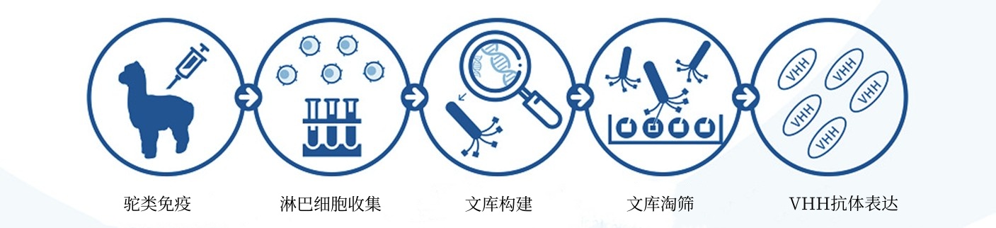 驼源抗体文库制备实验流程-卡梅德科技.jpg