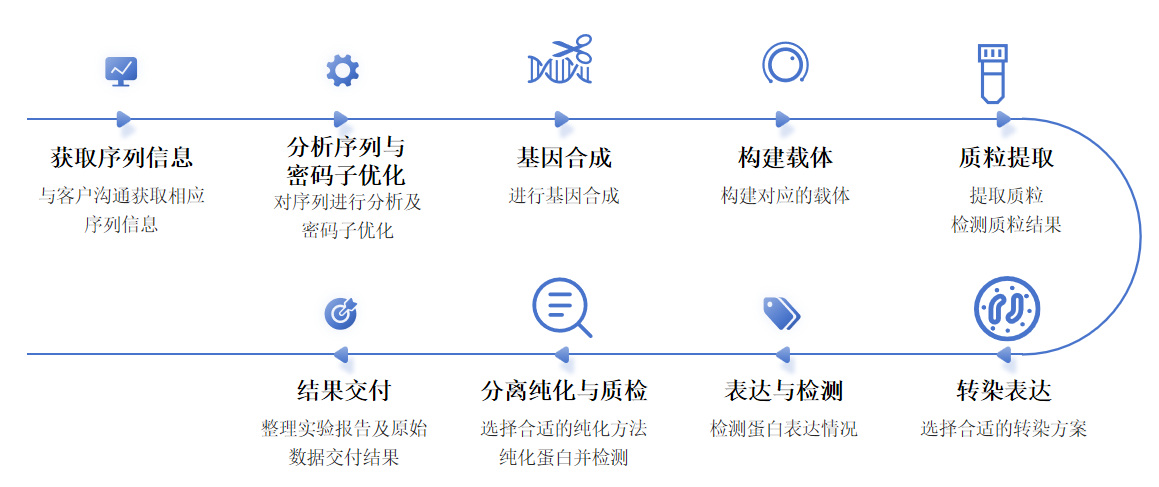 哺乳动物细胞表达服务流程-卡梅德科技.png
