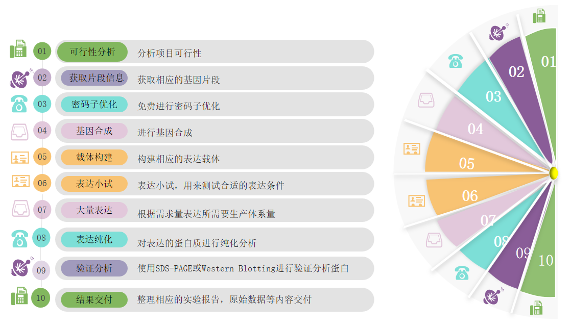 原核大肠杆菌表达服务流程-卡梅德科技.png