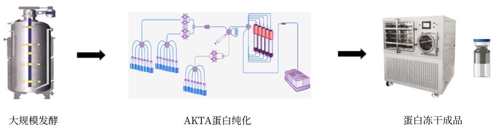 冻干技术主要流程-卡梅德科技.jpg