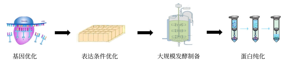 发酵服务主要流程-卡梅德科技.jpg