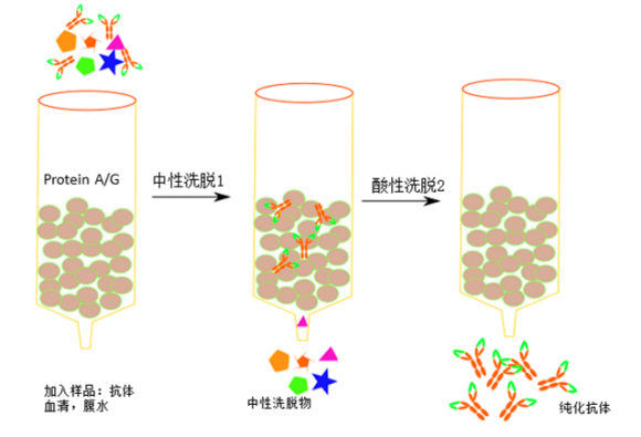 亲和纯化抗体-卡梅德科技.png