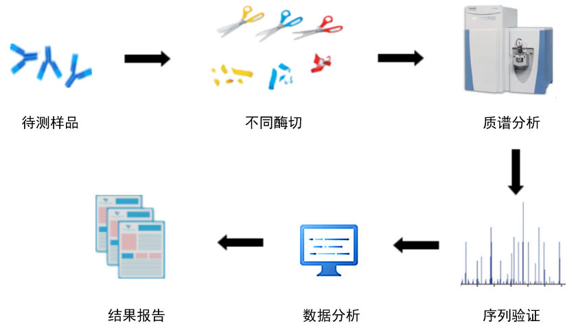 抗体测序主要流程-卡梅德科技.jpg