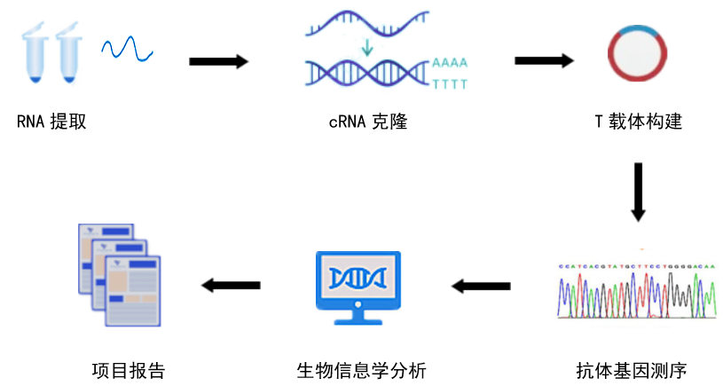 杂交瘤测序服务流程图-卡梅德科技.jpg