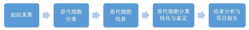 原代细胞定制服务流程-卡梅德科技.jpg