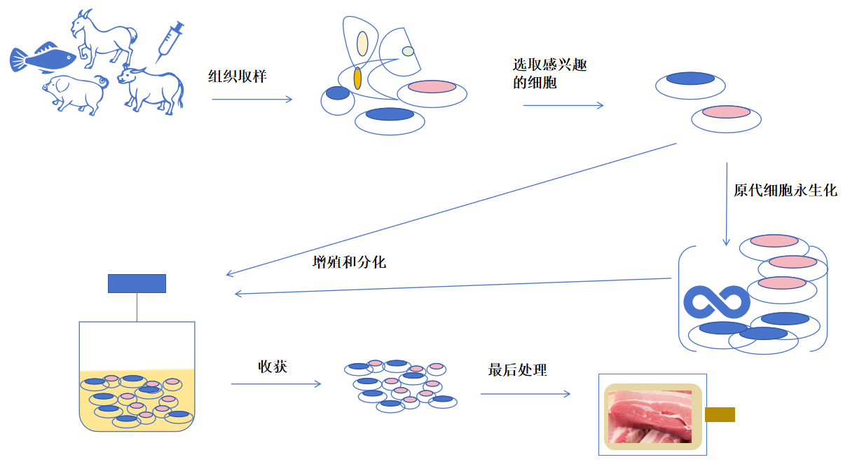 永生化细胞系构建服务-卡梅德科技.png