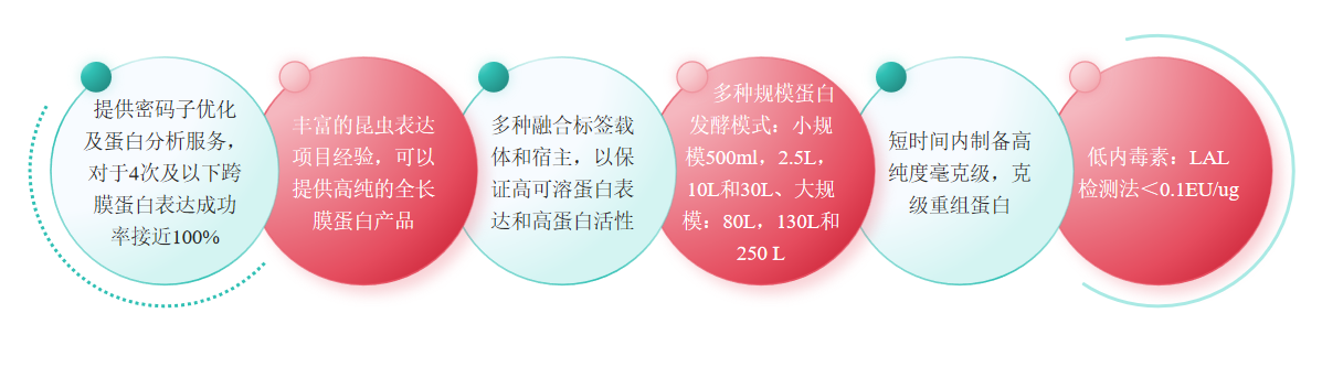 重组蛋白昆虫表达服务优势-卡梅德科技.png