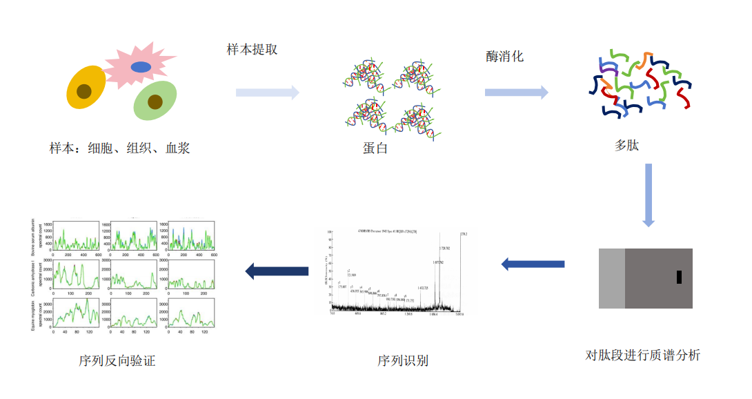 蛋白质DeNovo测序服务流程-卡梅德科技.png