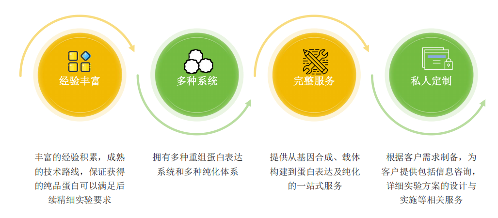 GST融合蛋白纯化服务优势-卡梅德科技.png