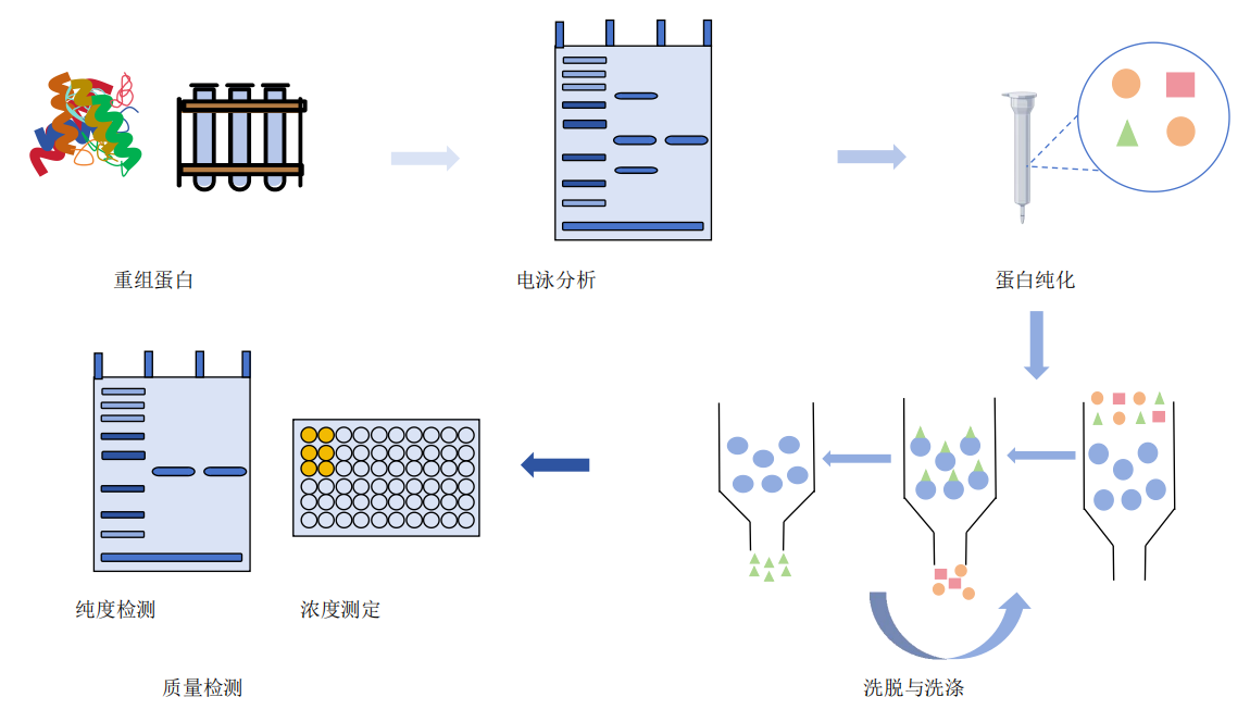 重组蛋白纯化服务流程-卡梅德科技.png