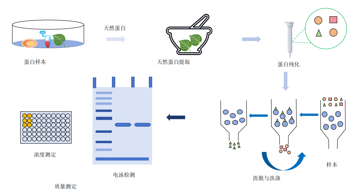 天然蛋白纯化服务-卡梅德科技.png