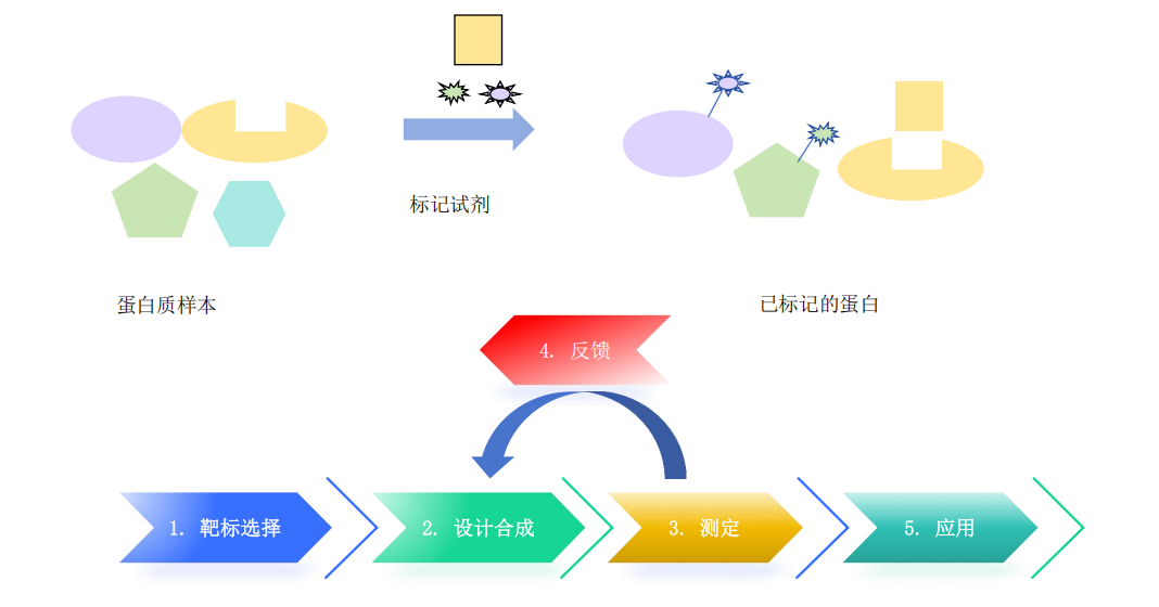 蛋白质标记服务流程-卡梅德科技.png