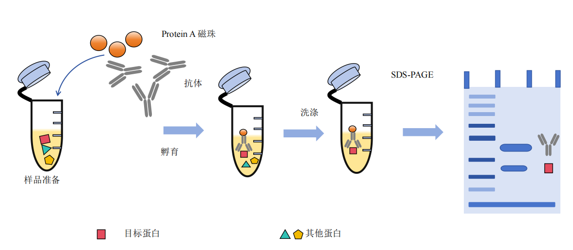免疫共沉淀-Co-IP 实验-卡梅德科技.png