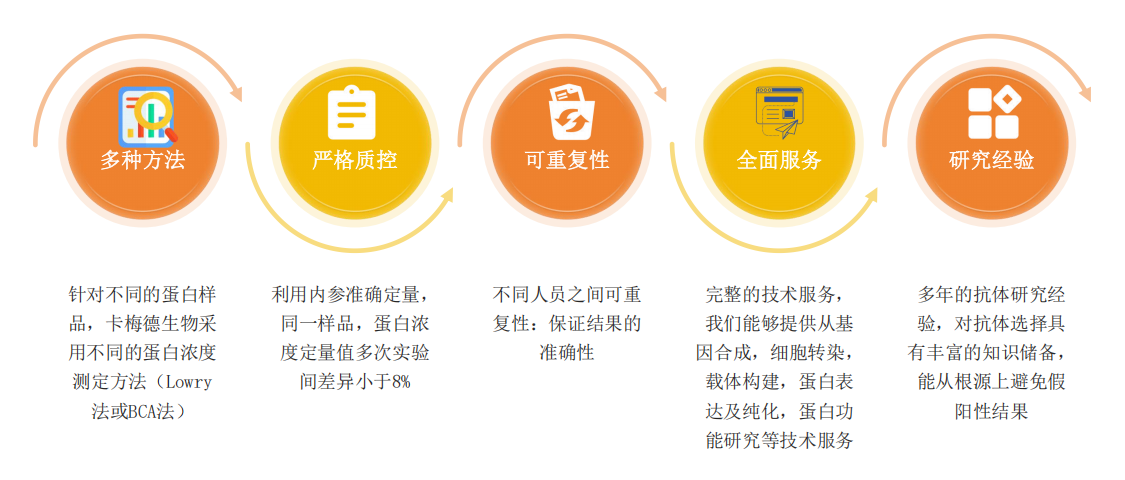 Western Blot服务优势-卡梅德科技.png