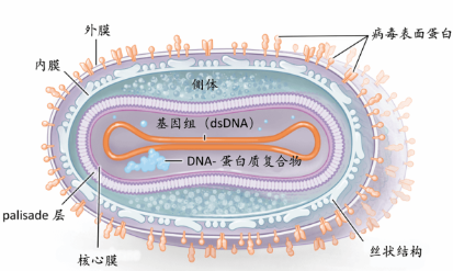 image1-kameideshengwu.png