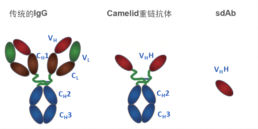 namikangtizhibeiliucheng+kameideshengwu1.png