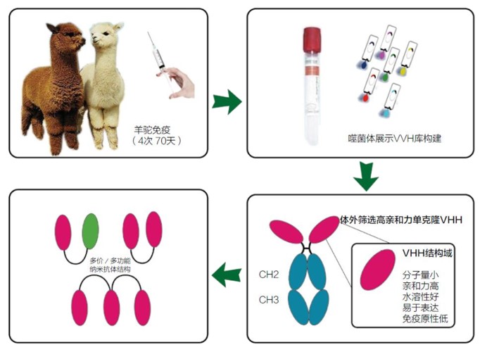 namikangtizhibeiliucheng+kameideshengwu2.jpg