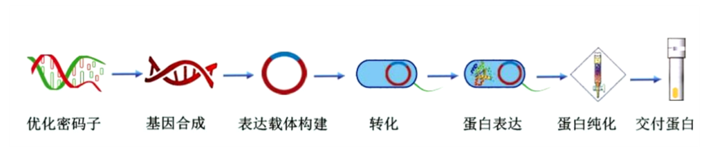 yuanhedanbaibiaoda+kameideshengwu2.png