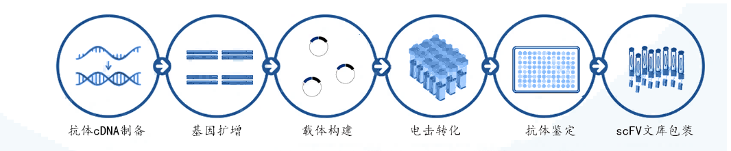 scfvkangtishijuntizhanshiliucheng+kameideshengwu2.png