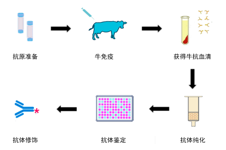niuzhonghekangtizhibeiquanliuchengjieshao+kameideshengwu3.png