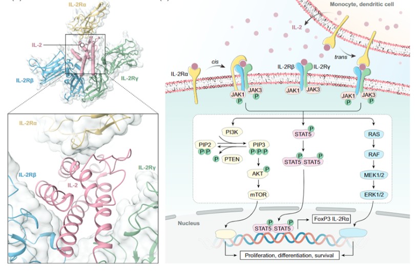 CD25-zhongliumianyizhiliaoxinfangxiang+kameideshengwu1.jpg