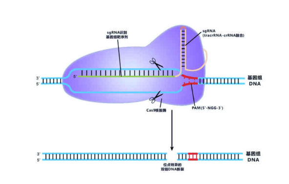 CRISPR Cas9敲除细胞系构建+卡梅德生物1.png