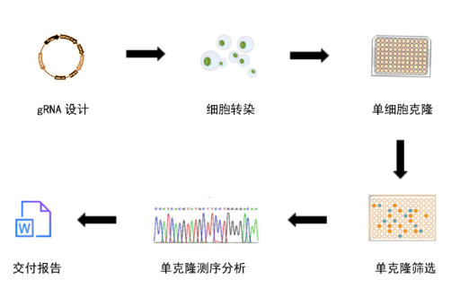 CRISPR Cas9敲除细胞系构建+卡梅德生物2.png