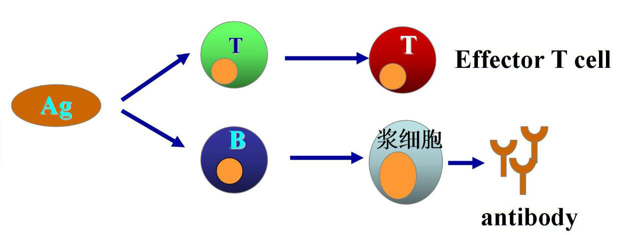 kangyuansheji+kameideshengwu1.jpg