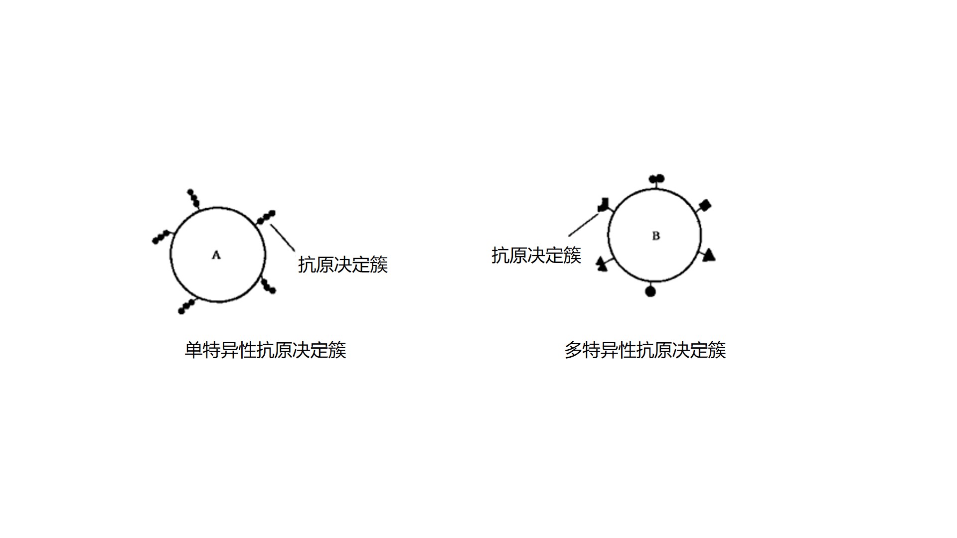 kangyuansheji+kameideshengwu2.jpg