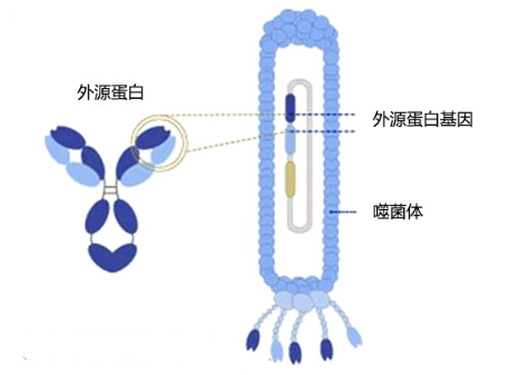 changguishijuntizhanshijishudejizhongtixi(T7,T4heM13)+kameideshengwu1.png