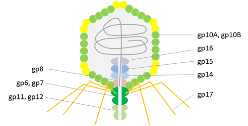 changguishijuntizhanshijishudejizhongtixi(T7,T4heM13)+kameideshengwu4.png