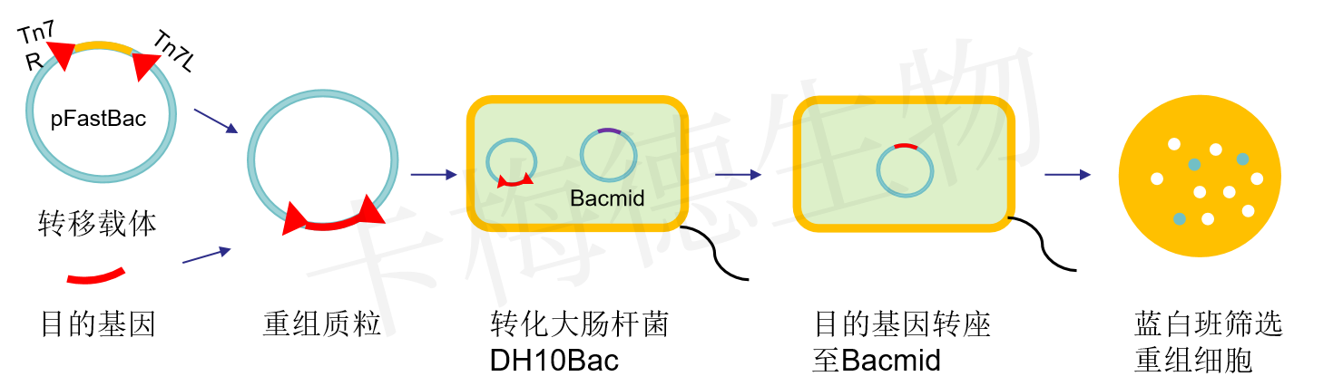 Bacmid 的构建实验流程+天津卡梅德生物1_docx_副本(2).png
