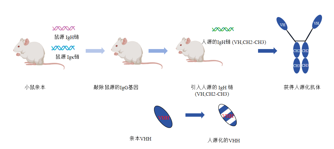 VHH抗体人源化服务流程-卡梅德生物科技.png