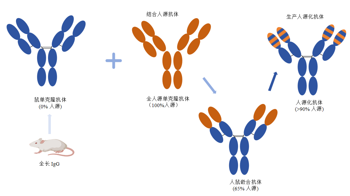 scFv抗体人源化服务-卡梅德生物科技.png