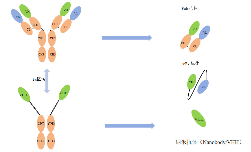 经典抗体与重链抗体模式结构-卡梅德科技.png