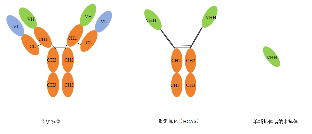 羊驼抗体肽结构域示意图-卡梅德科技.png