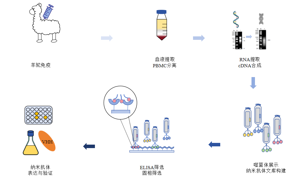 羊驼纳米抗体库构建流程-卡梅德科技.png