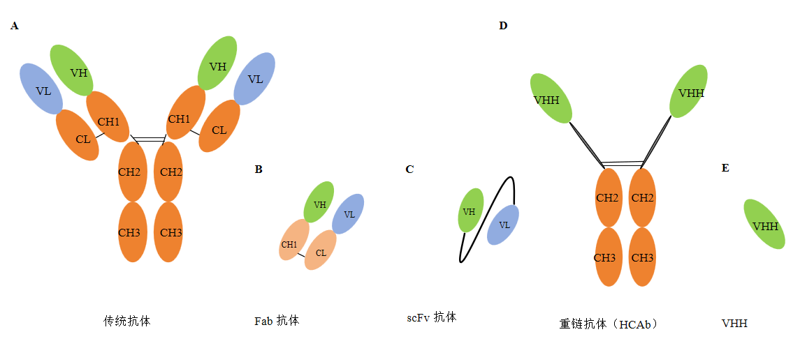 羊驼单B细胞单克隆抗体制备-卡梅德科技.png