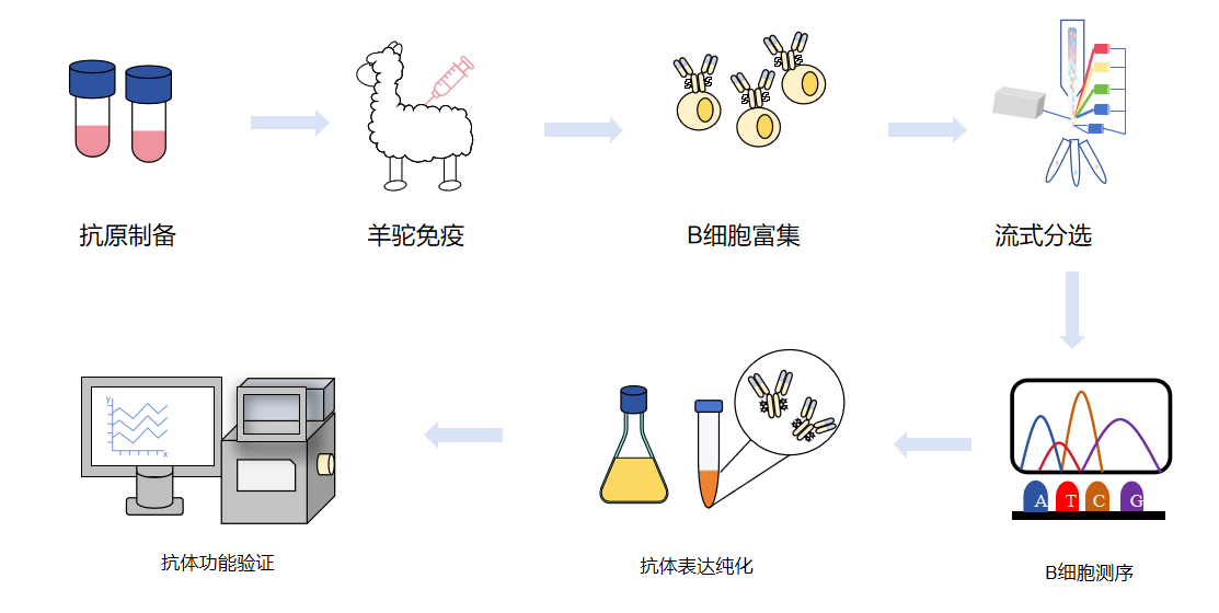 羊驼单B细胞单克隆抗体制备流程-卡梅德科技.png